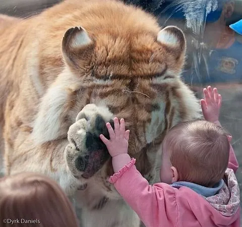 Tigres tiernos be bebés - Imagui
