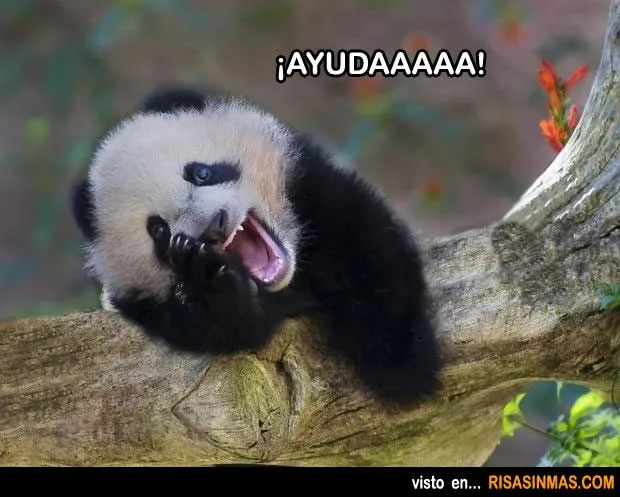 Oso panda pidiendo ayuda