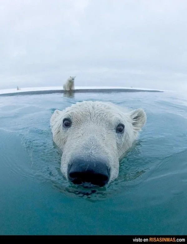 oso-polar-600x784.jpg