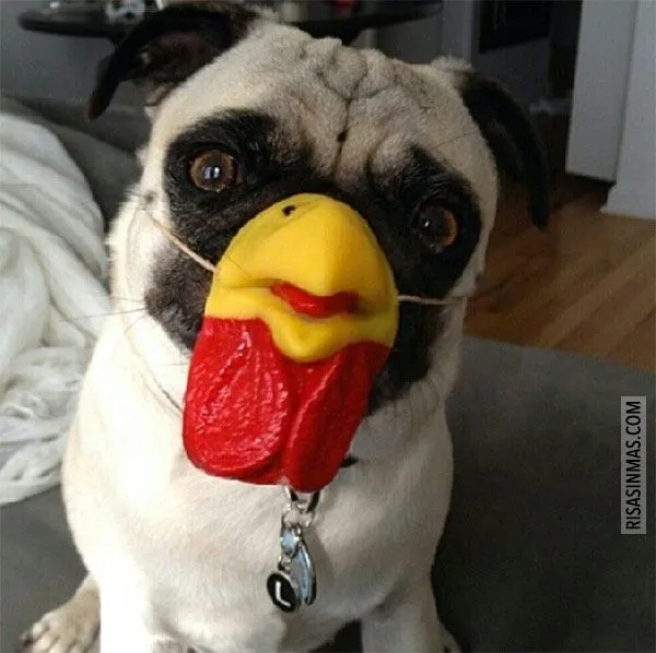 Imágenes divertidas de Pugs
