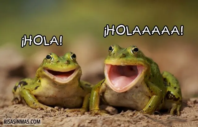 Ranas-saludando.jpg
