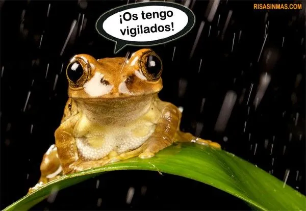 Imagenes divertidas de ranas - Imagui