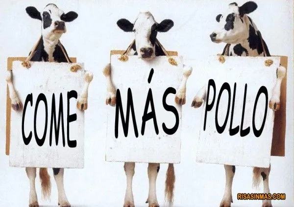 vacas-haciendo-campana-rsm-600 ...