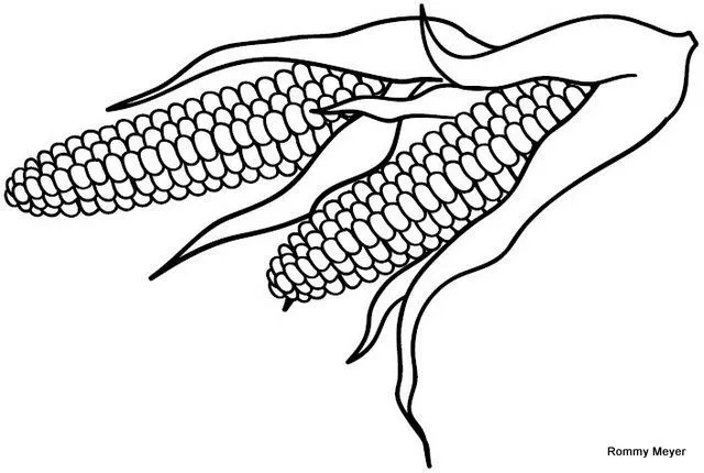 Imágenes de Elotes para colorear - Imagui