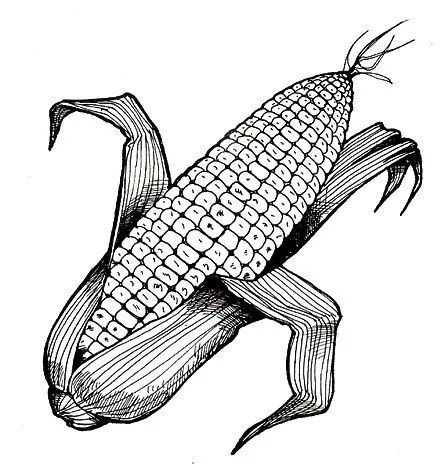 Imágenes de Elotes para colorear - Imagui
