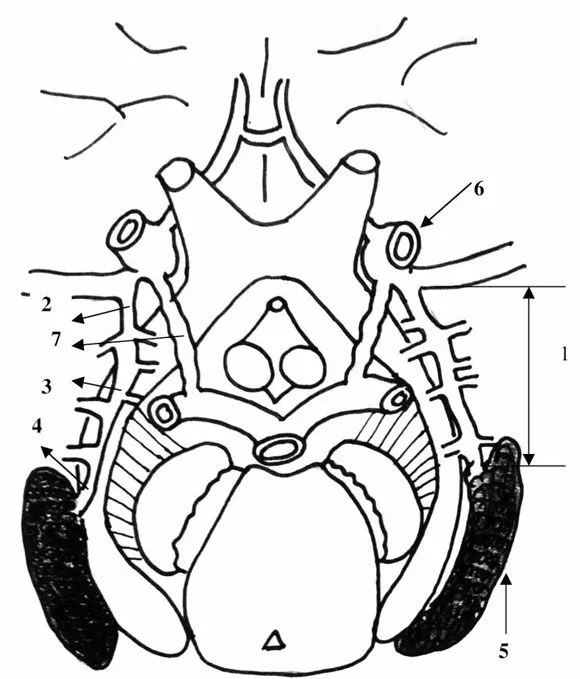 Imágenes del encefalo para colorear - Imagui