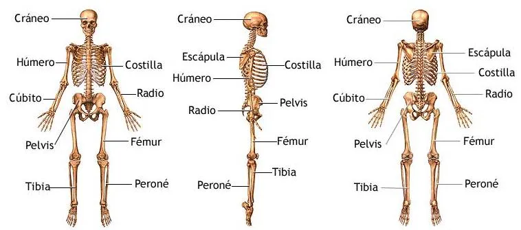 Imágenes, ensayos y resúmenes de las materias de primer ciclo de ... Imágenes, ensayos y resúmenes de las materias de primer ciclo de ...