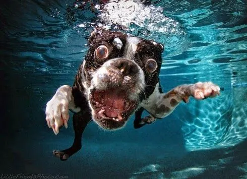 IMÁGENES ESPECTACULARES.: ANIMALES TERRESTRES BUCEANDO.