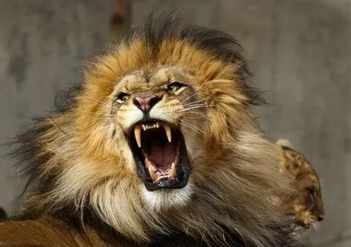 IMÁGENES ESPECTACULARES.: MEJORES IMÁGENES DE LEONES. IMÁGENES ESPECTACULARES.: MEJORES IMÁGENES DE LEONES.