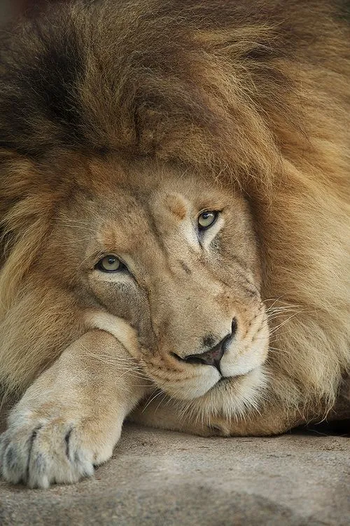 IMÁGENES ESPECTACULARES.: MEJORES IMÁGENES DE LEONES. IMÁGENES ESPECTACULARES.: MEJORES IMÁGENES DE LEONES.