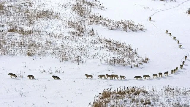 Imágenes espectaculares de la vida en el hielo captadas por la BBC ...