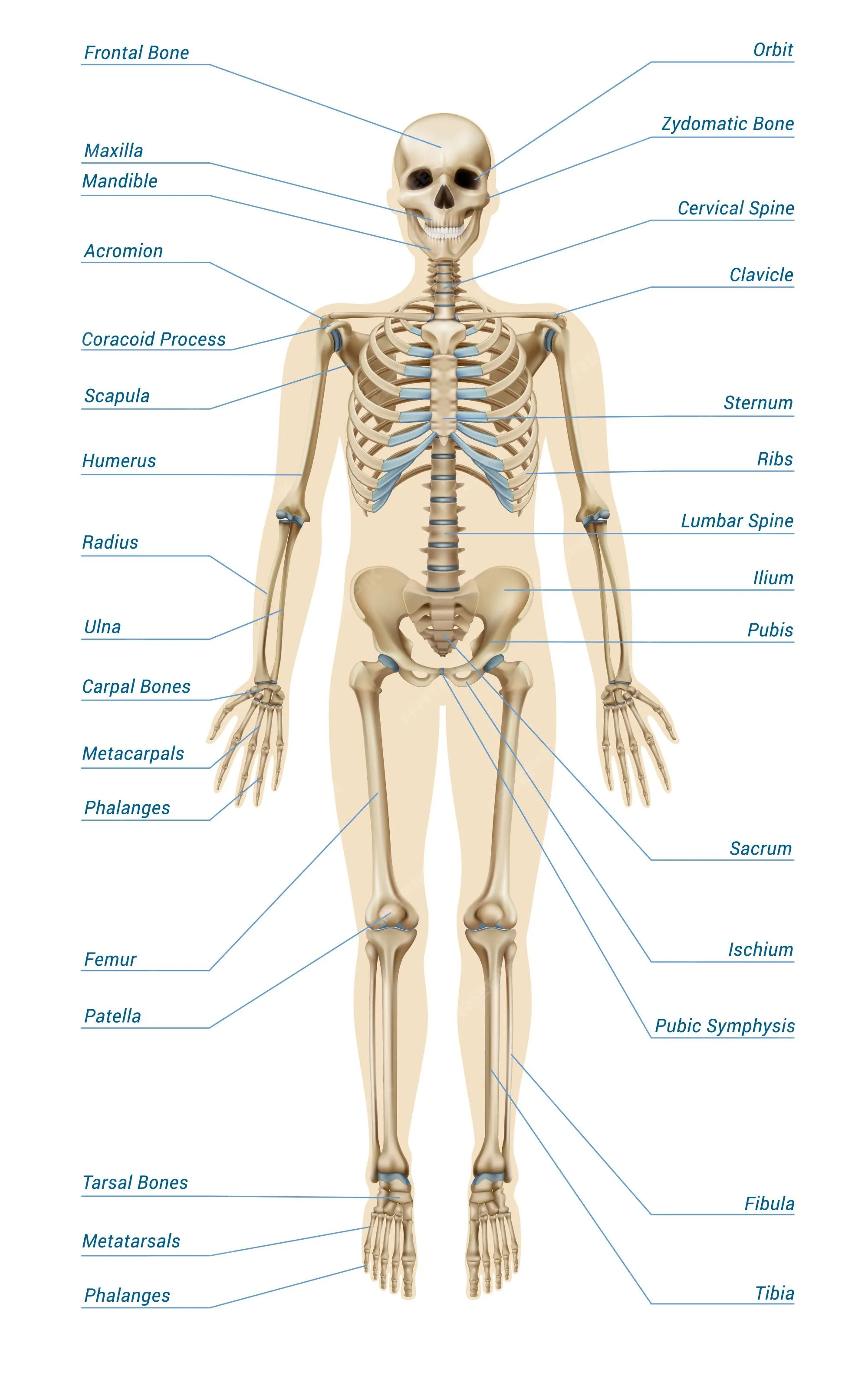 Imágenes de Esqueleto Humano - Descarga gratuita en Freepik