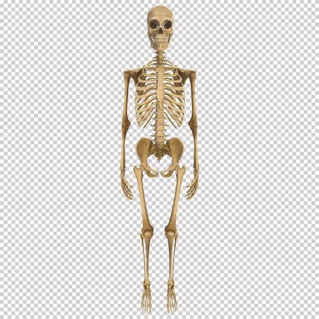Imágenes de Esqueleto Humano - Descarga gratuita en Freepik Imágenes de Esqueleto Humano - Descarga gratuita en Freepik