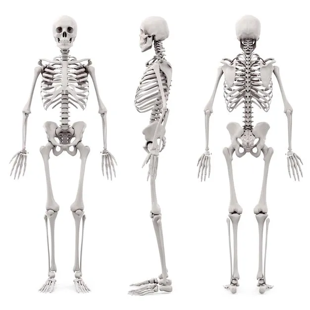 Imágenes de Esqueleto Humano - Descarga gratuita en Freepik Imágenes de Esqueleto Humano - Descarga gratuita en Freepik