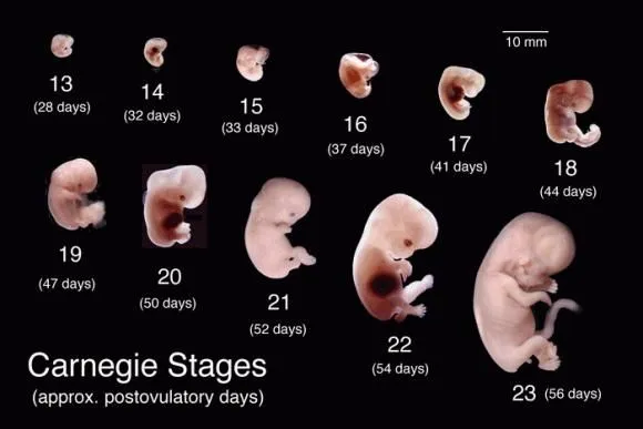 EMBRIOLOGIA HUMANA DE 0-9 MESES: RESUMEN DE LOS NUEVE MESES DE LA ...