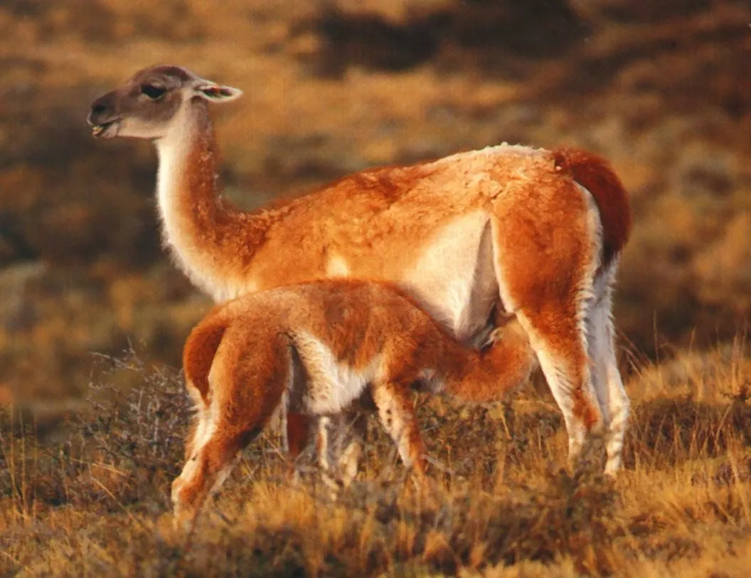 IMAGENES ETHEL: IMAGEN DE LA FLORA Y FAUNA DE LA SIERRA PERUANA