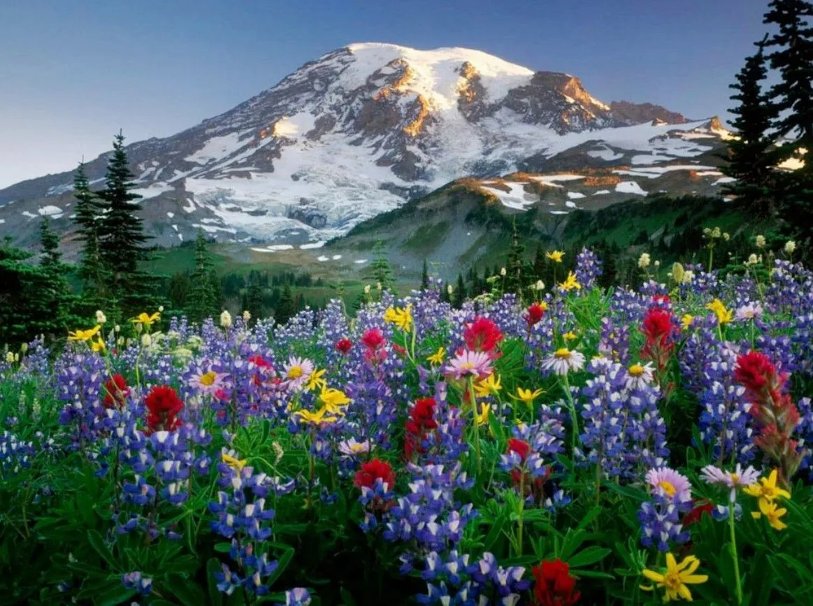 IMAGENES ETHEL: imagen de paisaje con flores hermosas IMAGENES ETHEL: imagen de paisaje con flores hermosas