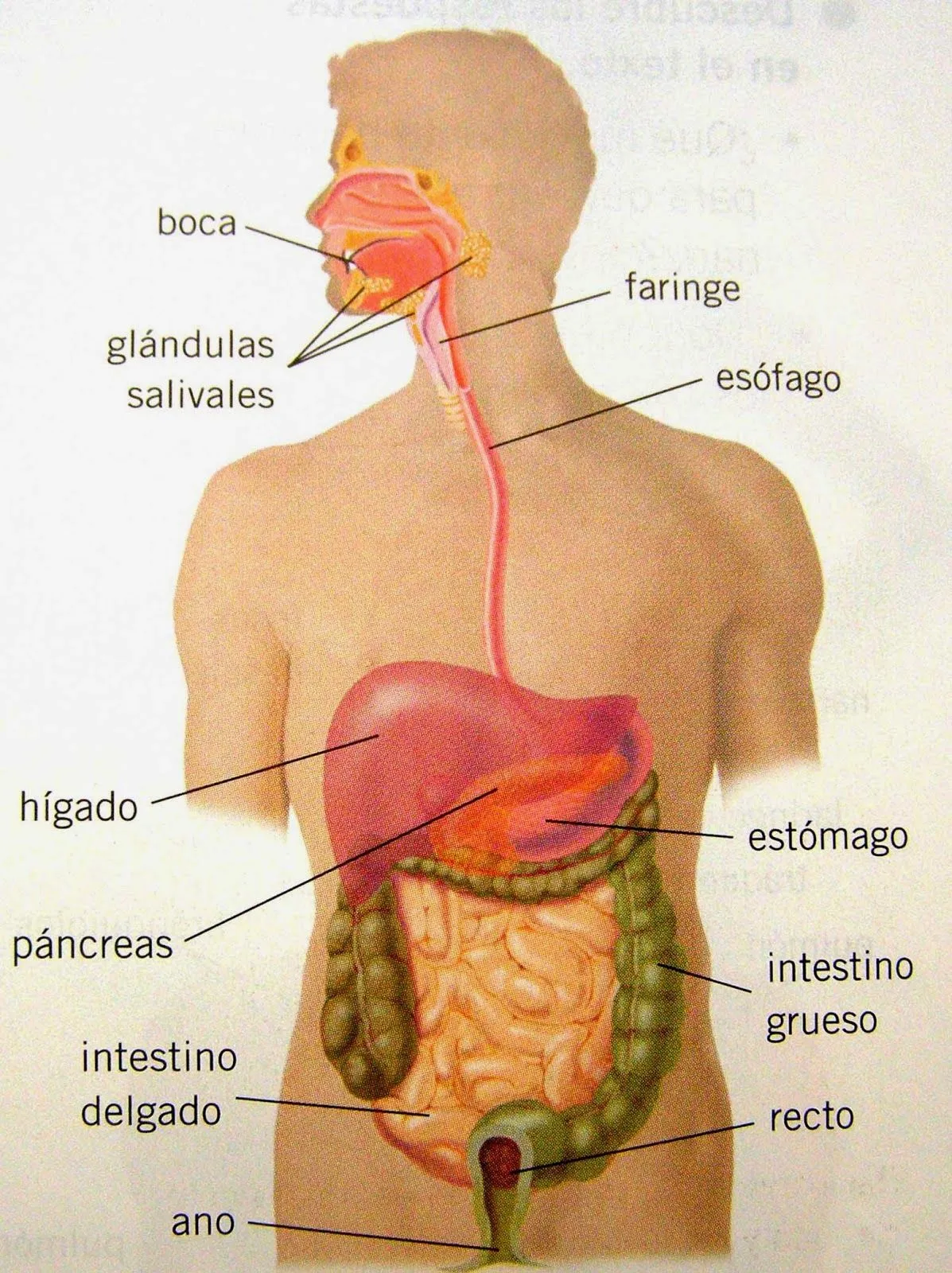 IMAGENES ETHEL: IMÁGENES DEL CUERPO HUMANO SUS NOMBRES SUS ...