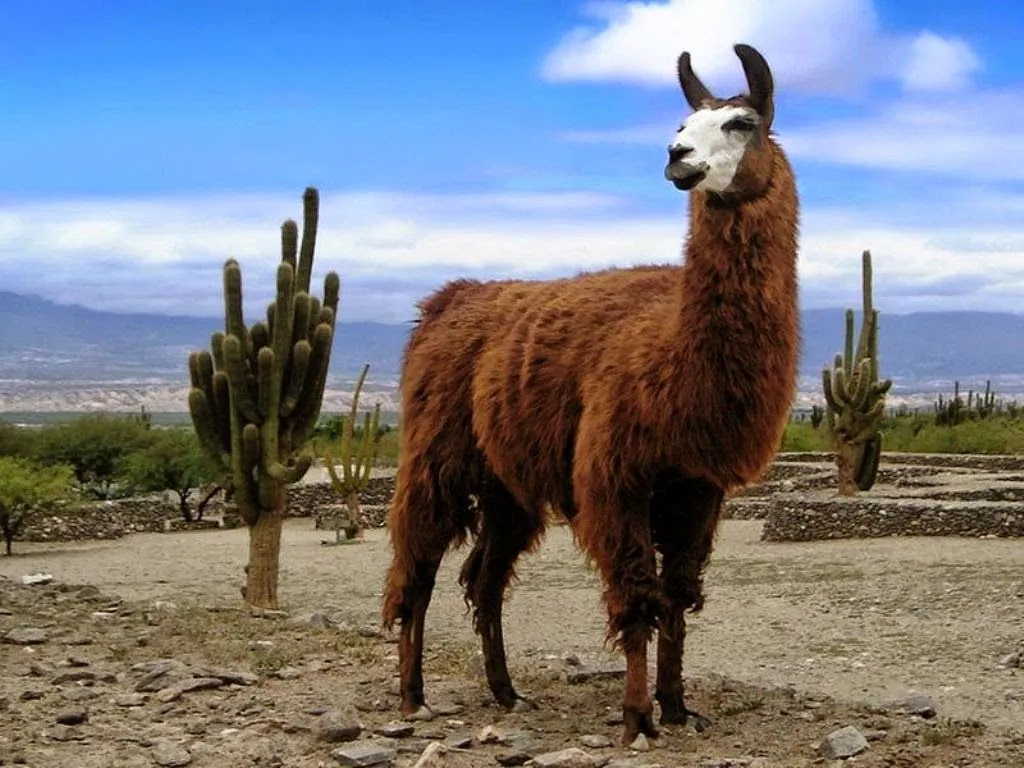 IMAGENES ETHEL: IMAGENES DE FLORA Y FAUNA DE LA SIERRA PERUANA Y ...