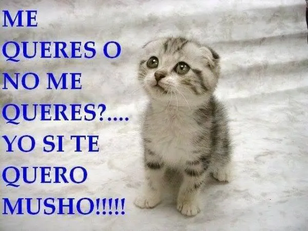 imagenes de mi face: Gatitos tiernos del face imagenes de mi face: Gatitos tiernos del face