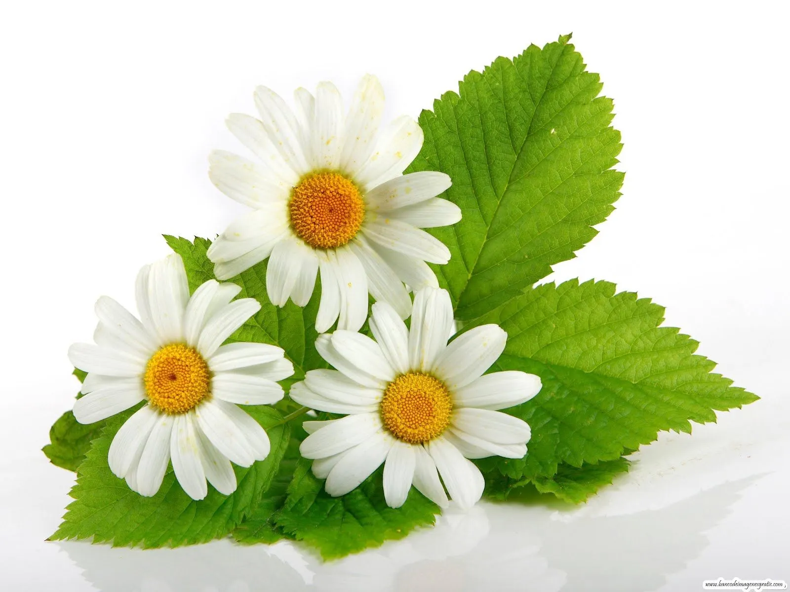 10 wallpapers de flores cortesía de la casa (2560x1600) | Banco de ... 10 wallpapers de flores cortesía de la casa (2560x1600) | Banco de ...