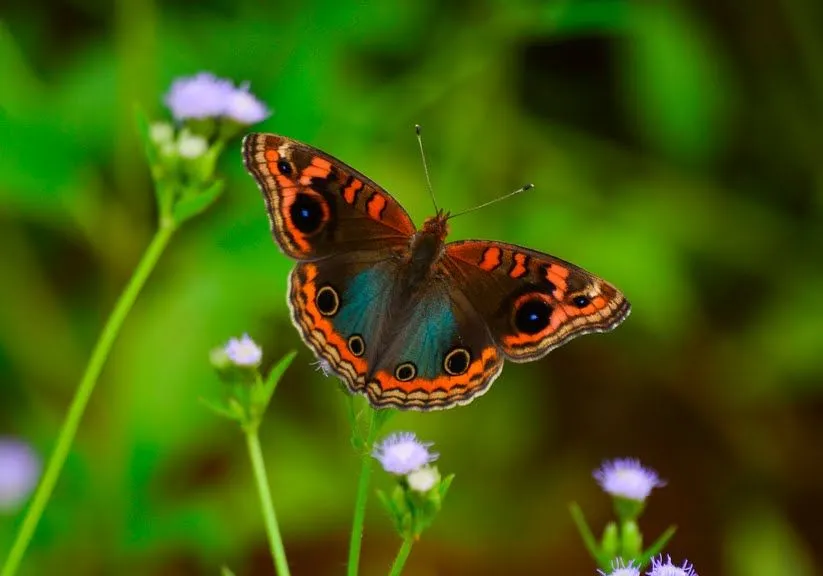 Hasta hoy pude fotografiar a esta linda mariposa | Banco de ...