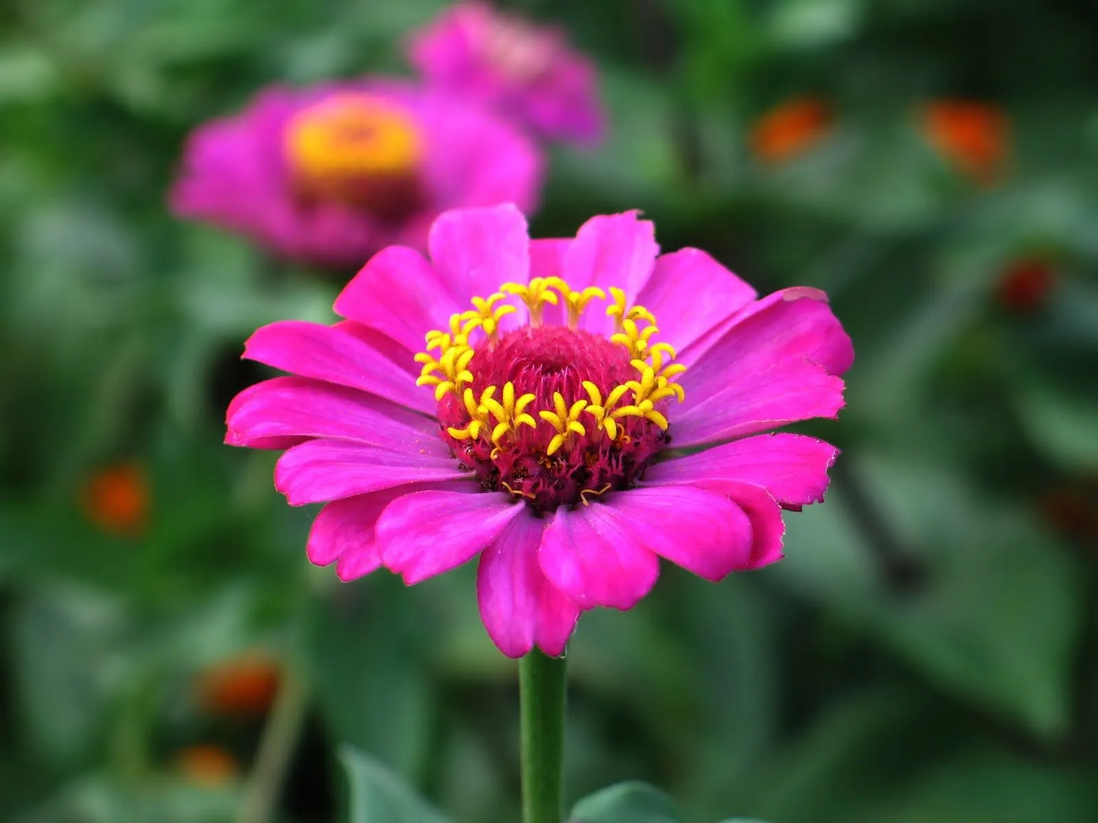 IMAGENES PARA FACEBOOK: Las flores de mi jardín (10 fotos inéditas) IMAGENES PARA FACEBOOK: Las flores de mi jardín (10 fotos inéditas)