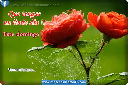 imagenes de felicidad de amor - IMG MLP