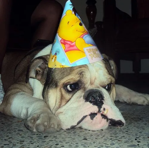 LE CELEBRAN CUMPLEAÑOS A BULL DOG | Agencia Pinocho LE CELEBRAN CUMPLEAÑOS A BULL DOG | Agencia Pinocho
