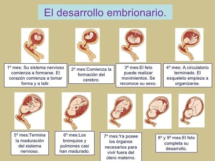 Imagenes del feto mes a mes - Imagui