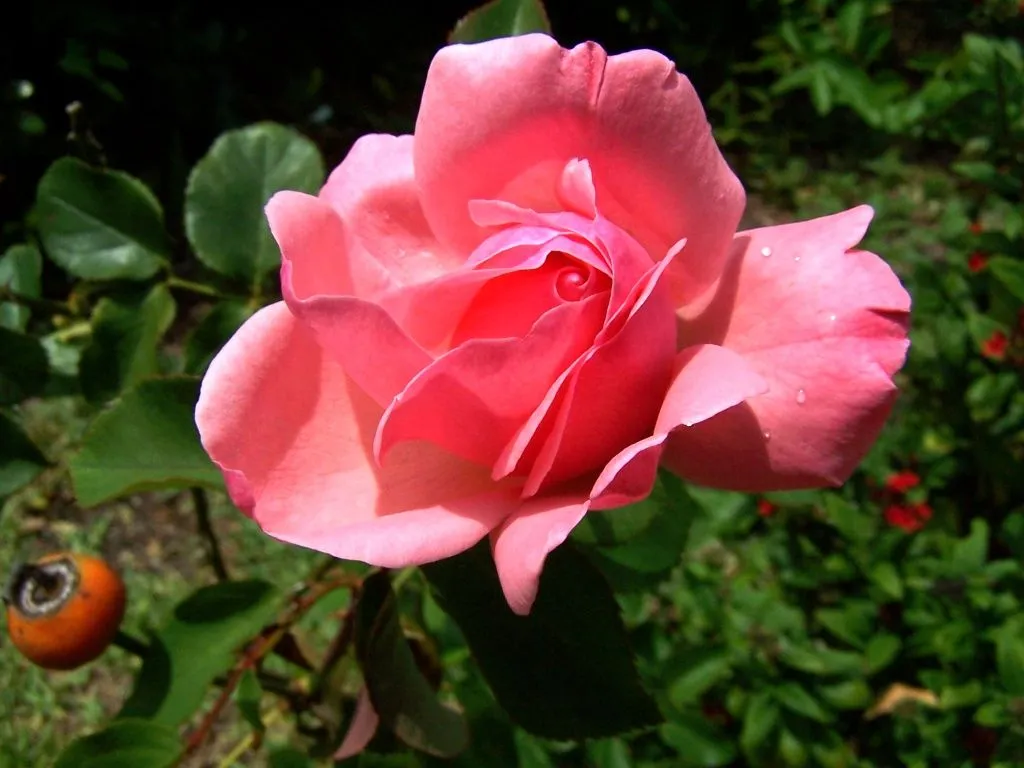 Mil Imágenes: Flores
