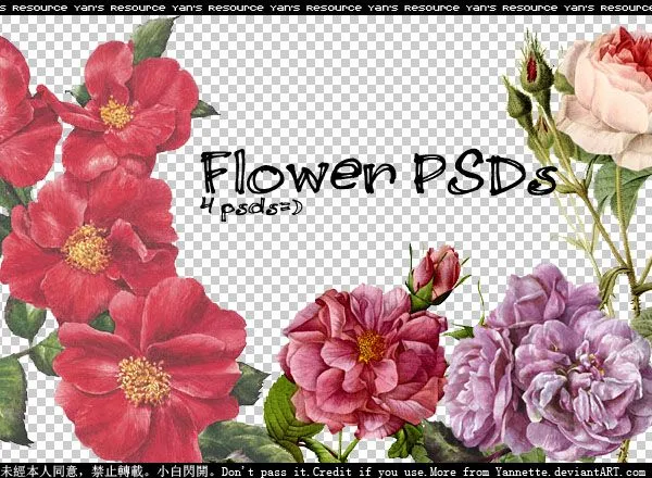 imágenes de flores en archivos PSD para tu Photoshop | Recursos ... imágenes de flores en archivos PSD para tu Photoshop | Recursos ...
