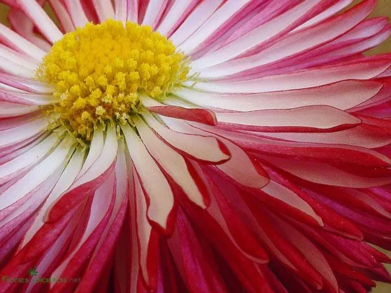 FONDO PANTALLA CON FLORES - Imagui