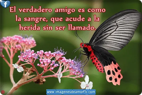 Imagenes de flores con frases de amistad ~ Imagenes de amor con ...