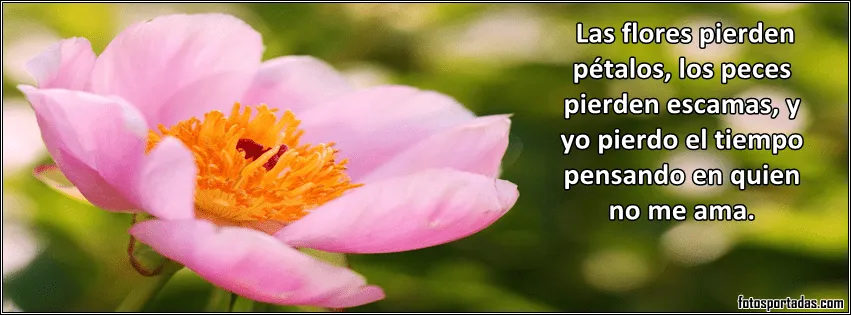 Imágenes de flores con frases de amor para portadas de facebook ... Imágenes de flores con frases de amor para portadas de facebook ...
