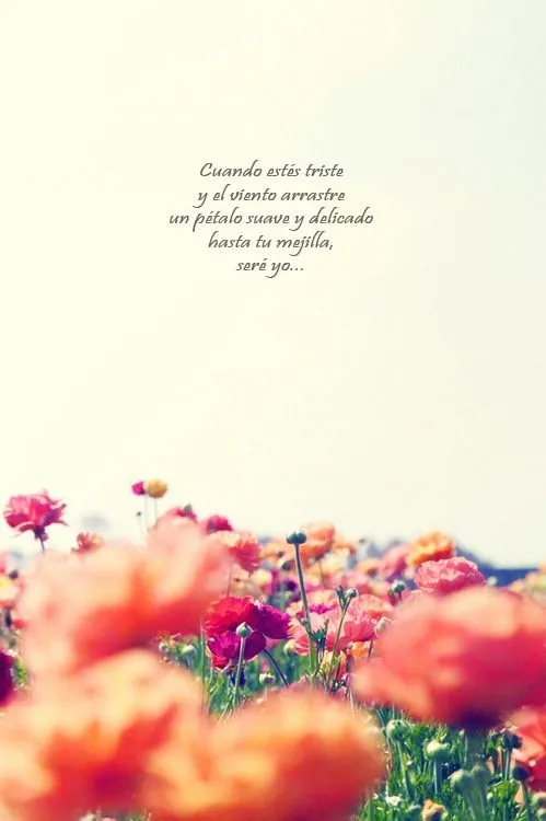 Imagenes De Flores Con Frases Tumblr MEMES Pictures Imagenes De Flores Con Frases Tumblr MEMES Pictures