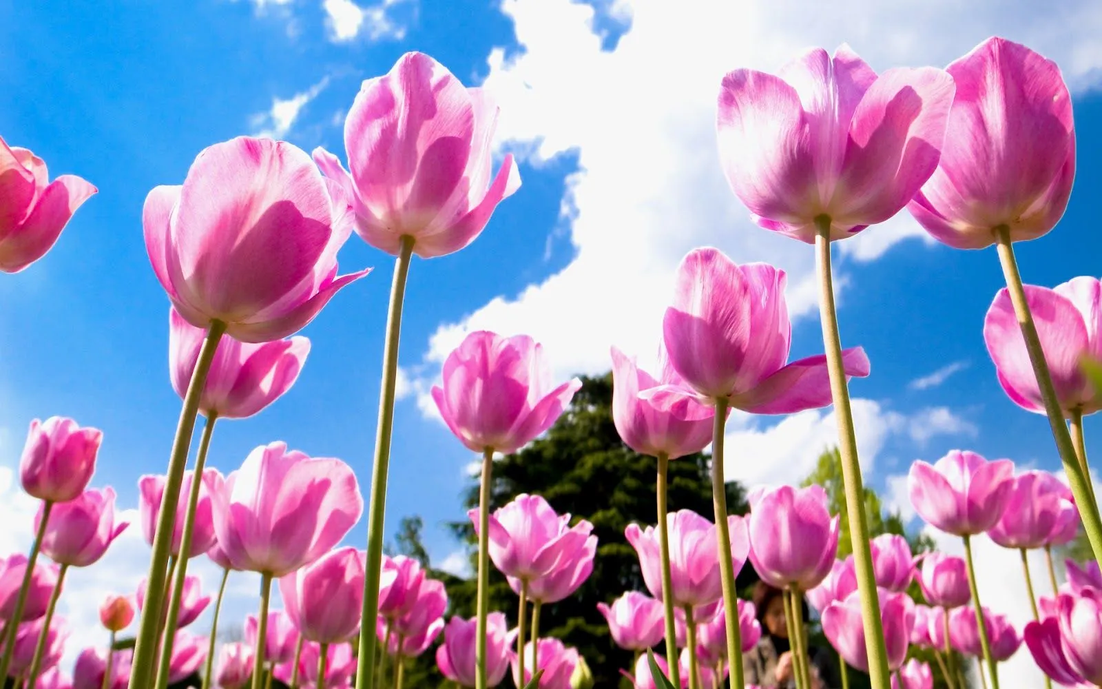 Imágenes de Flores en HD | Fotos e Imágenes en FOTOBLOG X Imágenes de Flores en HD | Fotos e Imágenes en FOTOBLOG X