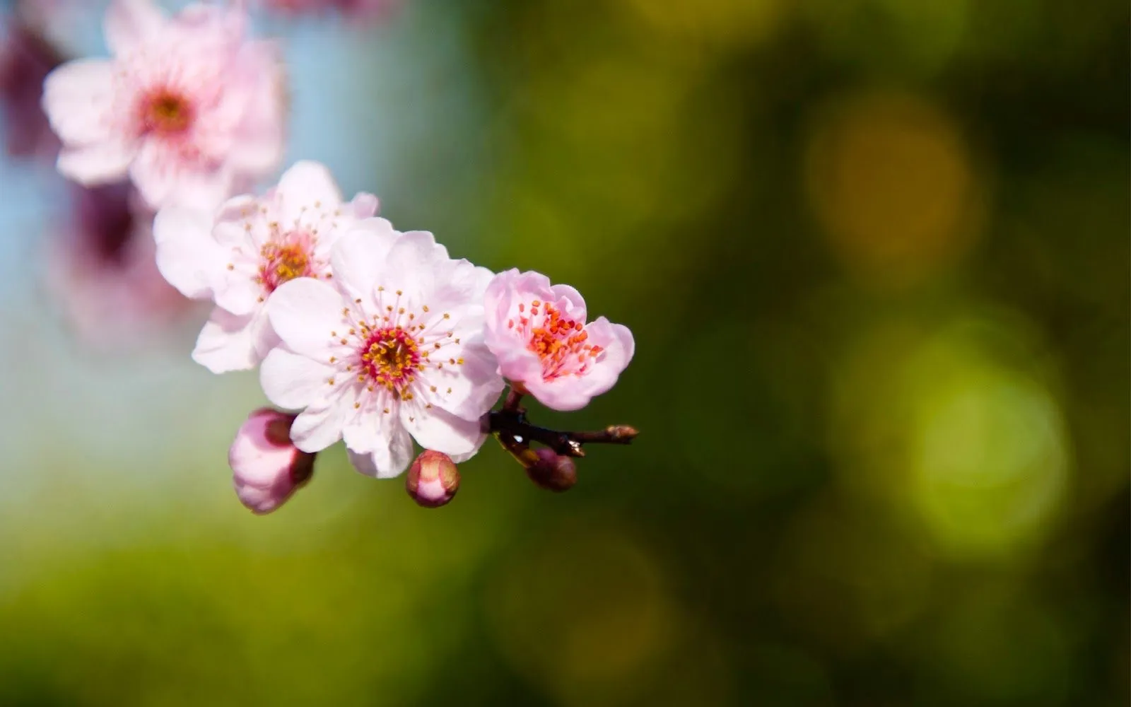 Imágenes de Flores en HD | Fotos e Imágenes en FOTOBLOG X