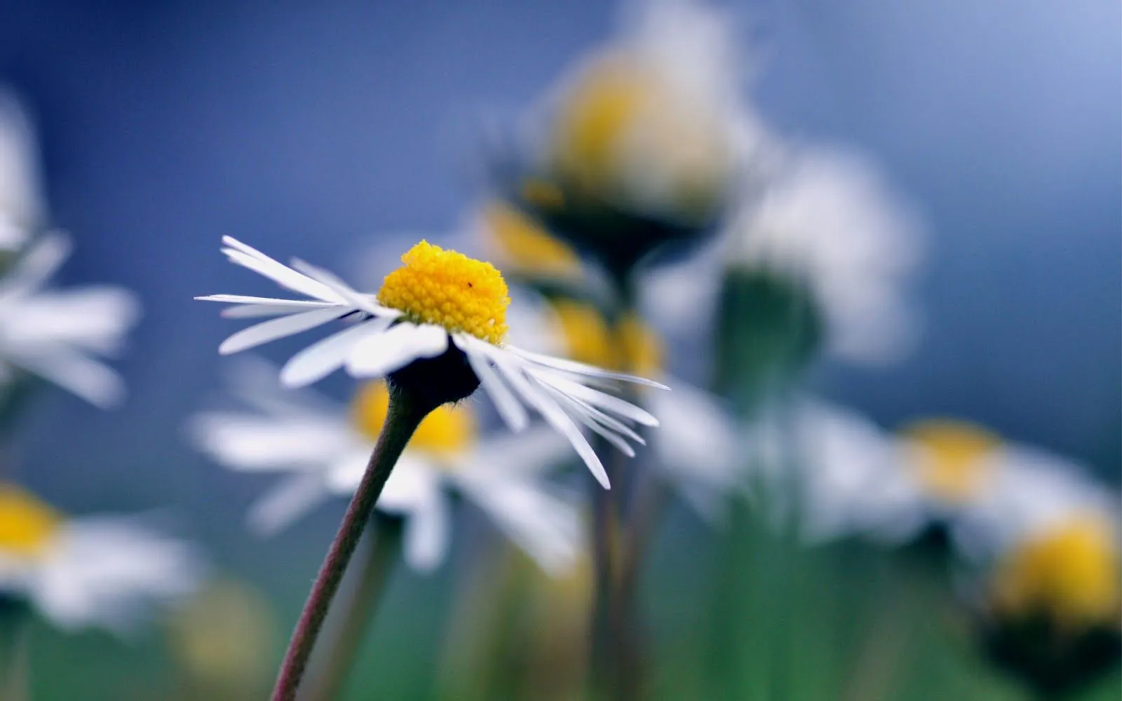 Imágenes de Flores en HD | Fotos e Imágenes en FOTOBLOG X