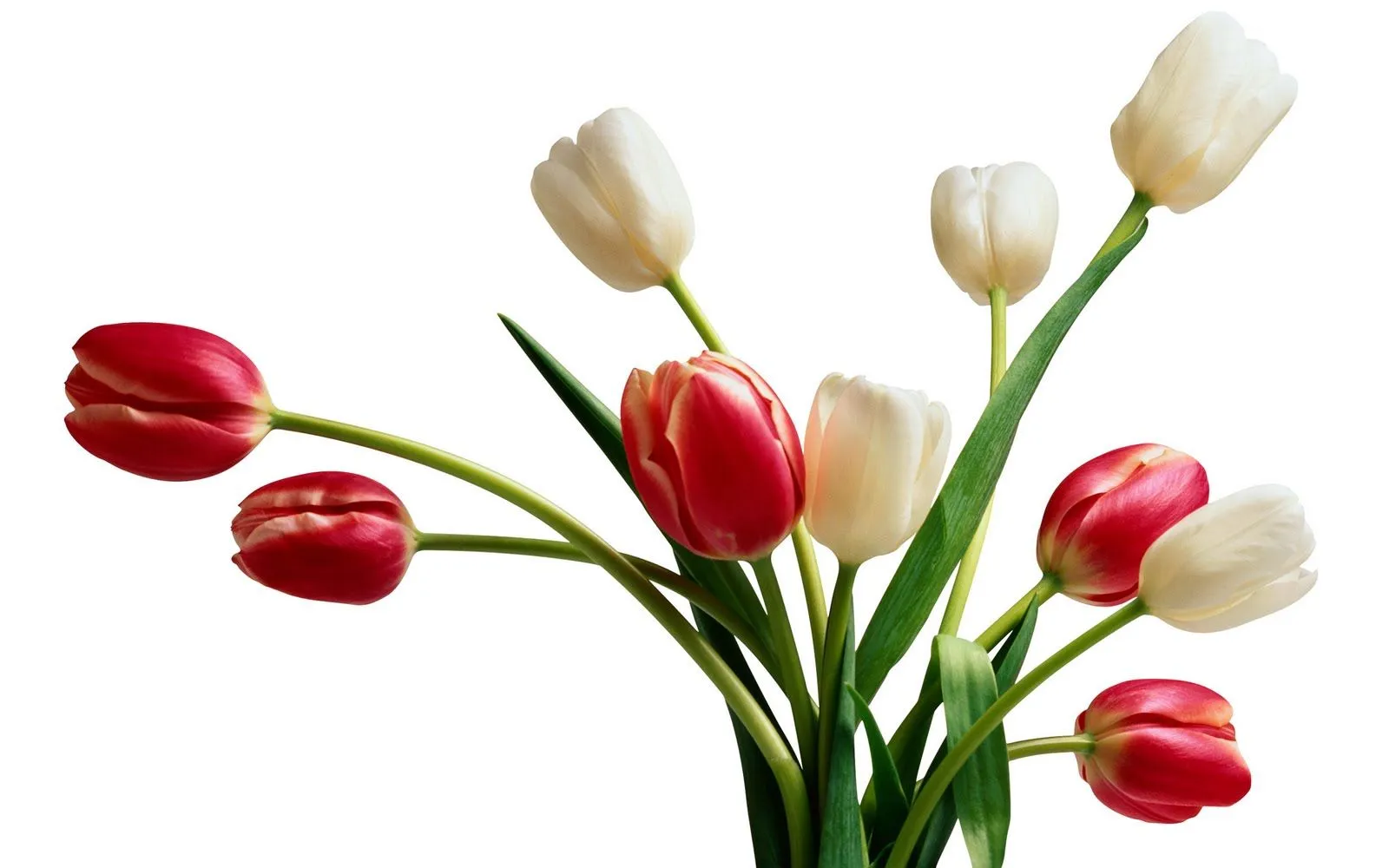 Imágenes de flores para el día de las madres (33 elementos ...