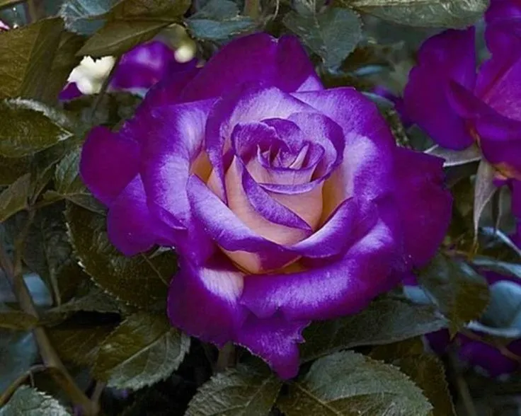 imagenes de flores moradas hermosas - IMG MLP