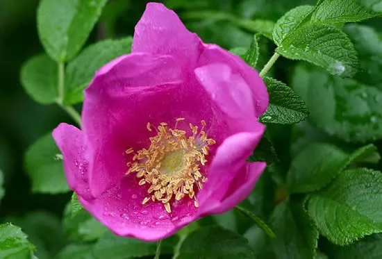 Flores naturales y sus nombres - Imagui