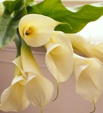 Imágenes de flores y plantas: Cala