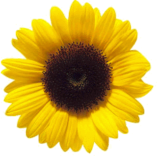 Imágenes de flores y plantas: Girasol
