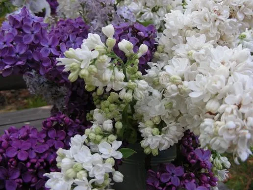 Imágenes de flores y plantas: Lilas