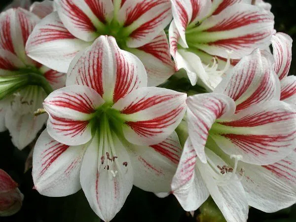 Imágenes de flores y plantas: Lirios