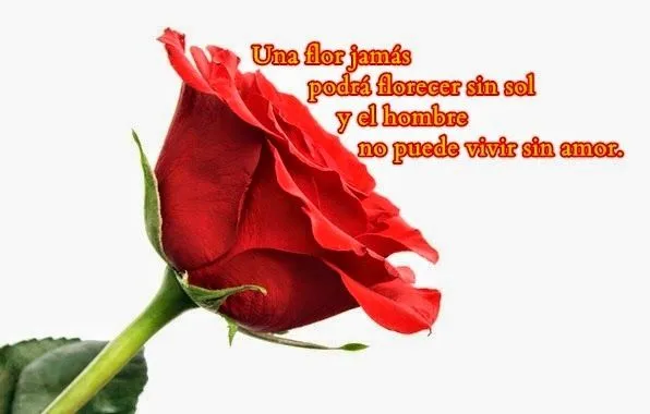 Imágenes de flores y rosas de amor | Amor y Imágenes Imágenes de flores y rosas de amor | Amor y Imágenes
