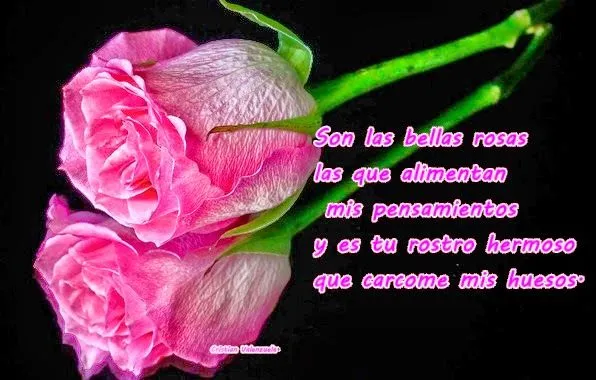 Imágenes de flores y rosas de amor | Amor y Imágenes Imágenes de flores y rosas de amor | Amor y Imágenes