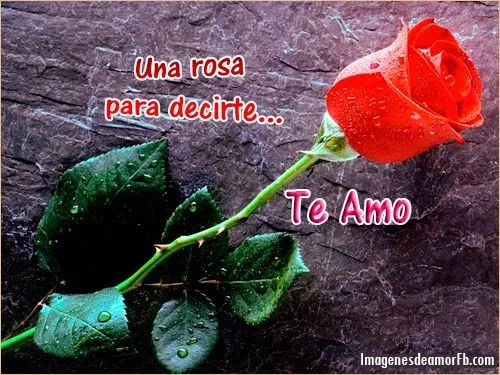 Imágenes flores de rosas bonitas con frases para compartir en ...