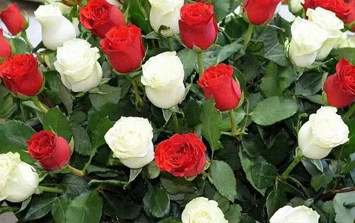 Imágenes de Flores: Rosas Rojas | BloggerGifs